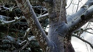 10K views · 153 reactions | Winter is barking up the right tree ❄️ Watch the mesmerizing moment when melting ice on a tree creates a cool sight in Abbotsford, B.C. #ShareYourWeather : Valentina DB | The Weather Network | Facebook