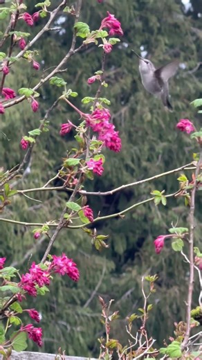 Hummingbird and its current tree#grounding#spiritual#totemanimals#takeamoment#peaceful#calm#nature