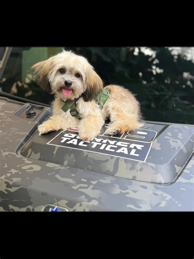 K9 Winston reporting for duty… in his own way. 🐾😎 Some dogs guard the house. Some dogs work the field. And then there’s Winston — holding down the hood of the K9GT rig like a true professional. Big or small, fluffy or tactical… every dog deserves guidance, confidence, and a leader who shows them the way. That’s what we do here at K9 Gunner Tactical — we make great dogs even better. Training starts with trust. Leadership starts with you. Winston’s already doing his part. 😉 🐶 K9 Gunner Tactica
