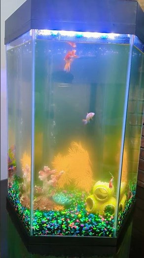 Fish Tank Cloudy Water Problem