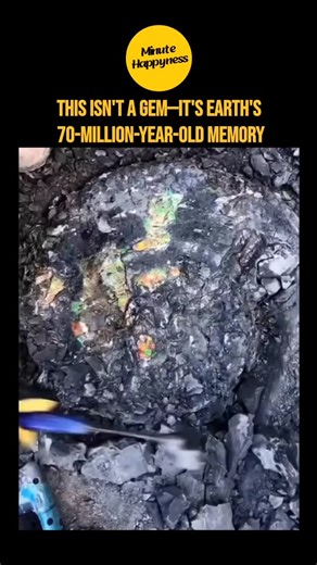 minutehappyness on Instagram: "This isn't just a gem—it's Ammolite, one of Earth's rarest fossils, formed nearly 70 million years ago from the iridescent fossilized shells of ancient ammonites, massive sea creatures that swam alongside dinosaurs in the warm Cretaceous seas. Sourced exclusively from Canada's Bearpaw Formation in Alberta (the world's only commercial source), these shells underwent immense pressure, mineral-rich burial, and eons of time, transforming their nacre layers into unreal 