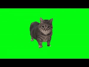 1 hour of Oiia Oiia cat