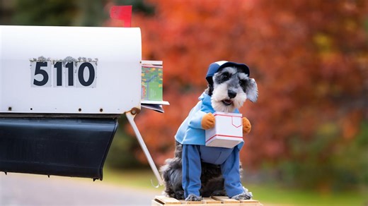 Labrador Retriever's Reaction to Seeing Mail Lady Every Day Is the Cutest Thing You'll See Today