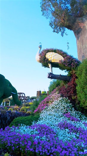 ✨A World of Blooms and Brilliant Colors | Dubai Miracle Garden 4K Walk #dubai #photography #trending
