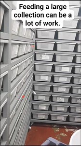 88K views · 245 reactions | Feeding hundreds of snakes can be a pain, but it's worth it. #animal #Python #ballpython #snakes #animallover #animallovers #animalkingdom #animals #reptile | AJ's Reptiles | Facebook