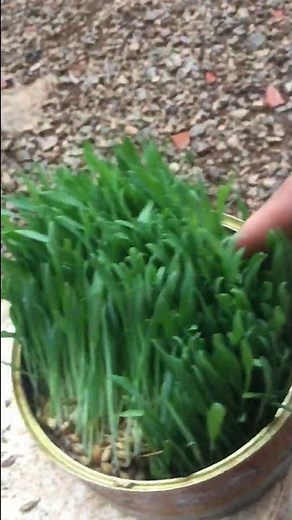 How To Grow Barley grass at Home