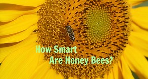 How Smart Are Honey Bees?