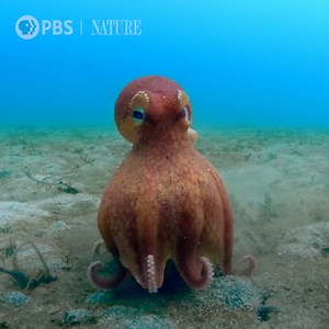 188K views · 723 reactions | An unlikely ally helps a coconut octopus escape sharks.  Stream "Spy in the Ocean: Deep Thinkers" from Nature | PBS on the PBS App! | PBS | Facebook