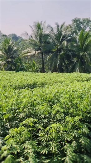 manimala on Instagram: "മണിമല..........❤️ #manimala_4u #kottayam #instamood #keralagodsowncountry #viral #life #reels #kerala"