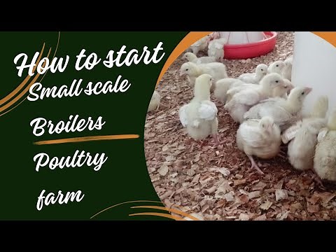 How to Start a small scale Broiler Poultry farm