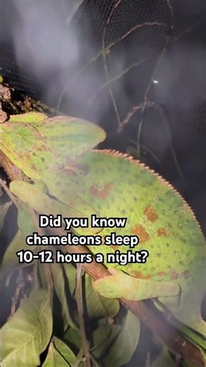 Did you know that Chameleons sleep 10-12 hours a night?