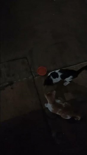 Oke,nanti bawa wadahnya gak hanya satu ya.... #kucing #cat