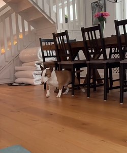 66K views · 2.7K reactions |  #bullterrier #minibullterrier | The Bull Terrier | Facebook