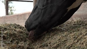 Cows eating Silage in a dairy farm, milk production