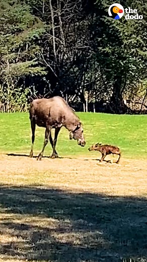 4.5M views · 142K reactions | Mama moose gives birth in family's backyard — then teaches her wobbly baby to walk 梁 | The Dodo | Facebook