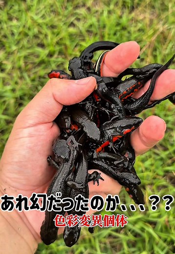 アカハライモリの生態を探る