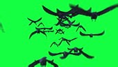 flock of black crow, raven, Flying towards camera on Green Screen. 3d...