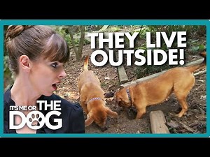 Dogs Left Outside All Day Don't Know Their Own Names! | It's Me or the Dog