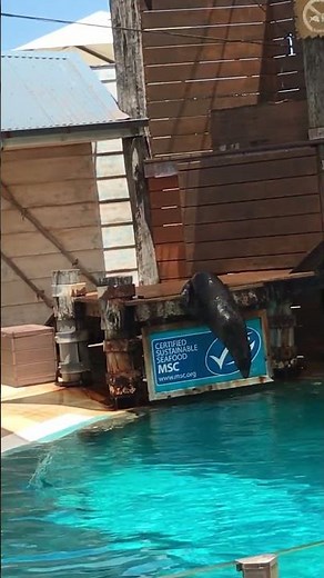Seals Perform Tricks