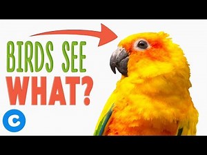 Did You Know These Fun Bird Facts? | Chewy