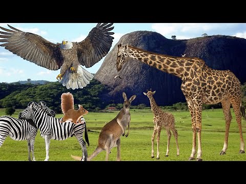 Name and sound of Animals and Birds from A to Z | Sound of wild and domestic animals