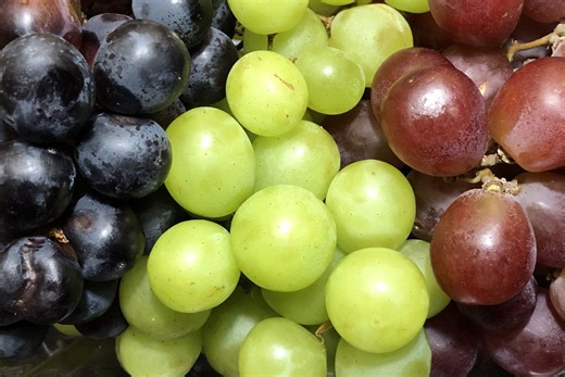 South Africa's table grape and raisin industry set for bumper harvest