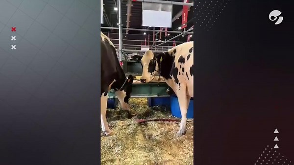 La raza Holando Argentino volvió a la Rural de Palermo tras 6 años