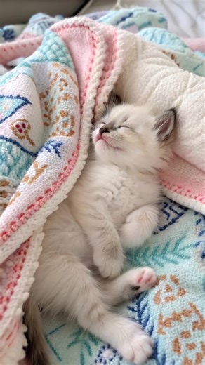 Tiny Kitten Whines: Adorable Ragdoll Sound