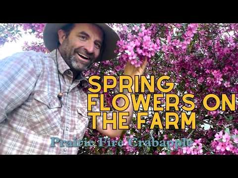 These farm flowers are stealing the show