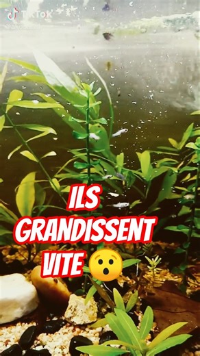 Mes alevins grandissent à vue d’œil 😍🐟