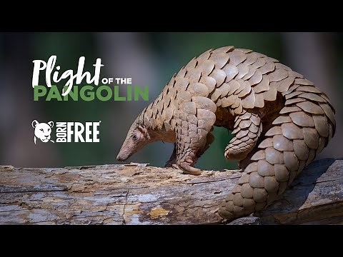 Plight of the Pangolin