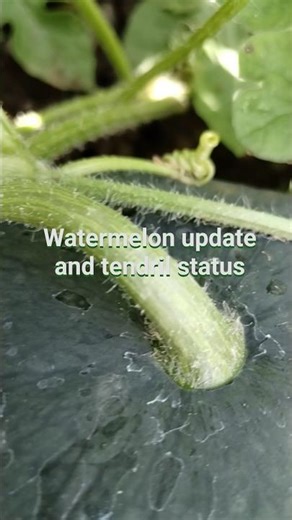 watermelon 🍉 update and tendril status #garden #ripe #grow