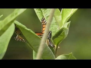 Monarch Butterfly Laying an Egg In the Milkweed Beside Our Steps