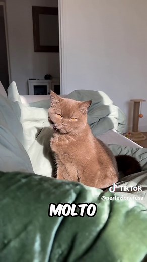 I 7 Nomi di Gatti più Usati da Conoscere