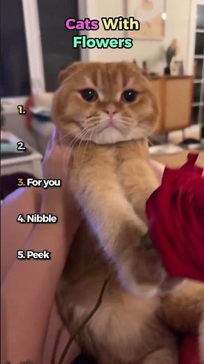 Cats With Flowers 🌸🐱