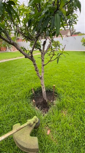 A full week of sharp edges, clipped together 🔥 Nothing better than clean lines and crisp finishes, this is what we love doing 🌿 Which edge was your favourite? 👀✂️ Service with a Smile 😃 #FrankTheLawnMowerMan #LawnTransformation #BackyardBliss #SatisfyingLawnCare #BeforeAndAfterLawn MowingSatisfaction LawnTok LawnStripes YardWorkGoals CleanAndGreen MowerMagic BackyardGoals AussieLandscaper GardenCleanup LawnLife MowTime LawnCareAustralia fblifestyle | Frank The lawn Mower Man