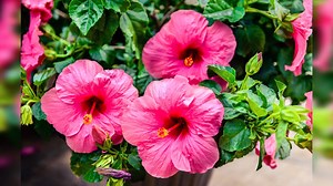 7K views · 2.3K reactions | 5 Tips on how to grow  healthy and beautiful  Hibiscus! | Garden Lovers Club | Facebook