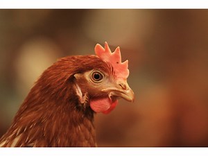 Egg Eaters Ante Up For Organic, But Little Changes At Factory Farms