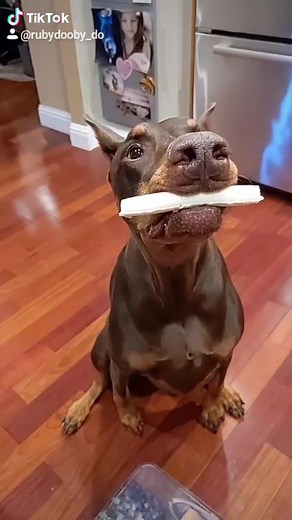 #stopwaitaminute #stopwaitaminutechallenge #tiktokdogs #dogsoftiktok #rubydooby_do #doberman #dobermann