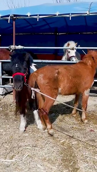 How Trust Turns Young Horses Into Strong Partners