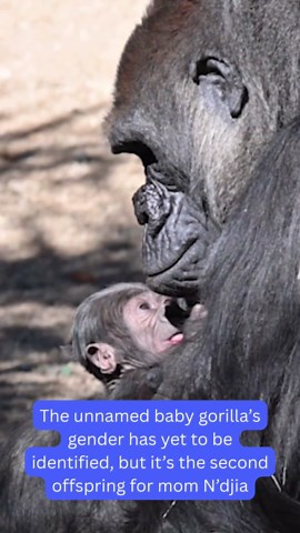Lowland gorilla infant joins great ape baby boom at LA Zoo
