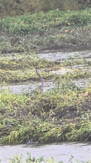 Heron doing his thing in the fast water. #nature #wildlife