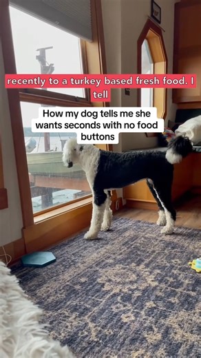 246K views · 4.8K reactions | This little throwback is a perfect example of how Bunny uses her buttons creatively to request seconds! | Whataboutbunny | Facebook