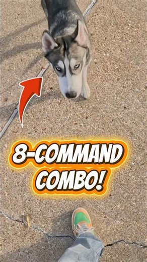 Husky Puppy Nails 8 Commands!