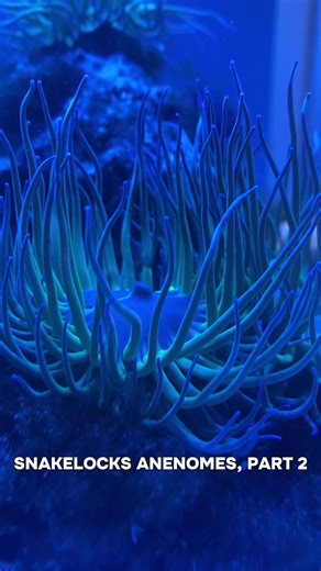 Snakelocks Anenomes part 2: Fluorescence! 🌊 #marinebiology #anenome #uv #fluorescence #futuremarinebiologist