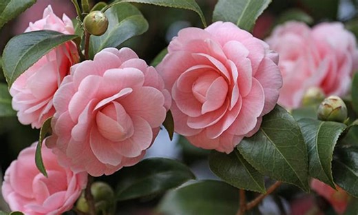 Quên hoa hồng đi! Khám phá loài hoa sang trọng, quý phái hơn với hình dáng độc đáo, hương thơm quyến rũ và cực kỳ dễ trồng