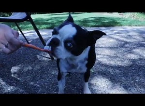 Ever thought about making homemade dog toothpaste? Here's how! Why you should brush your pup's teeth regularly: http://blog.carlsonpetproducts.com/do-dogs-get-tartar-yes-here-are-some-ways-to-prevent-it/ | Carlson Pet Products