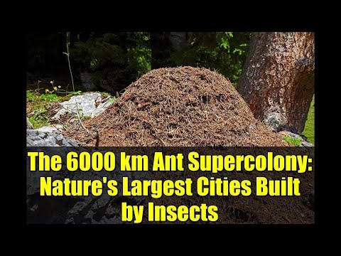 The 6000 km Ant Supercolony: Nature's Largest Cities Built by Insects
