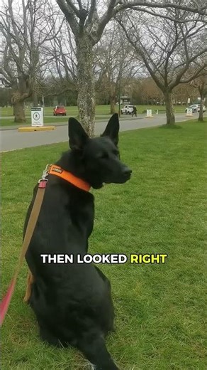 Dog waited patiently and THIS finally happened! 🤯💛#cuteanimals #entertaininganimals #pets
