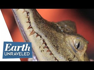 How to catch caiman alligators 🐊 Caiman spotting gets up close and personal on the Amazon river⛵